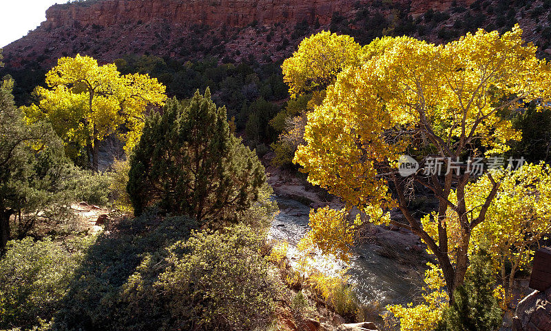 犹他州锡安国家公园(Virgin River Zion National Park)沿岸的背光杨树